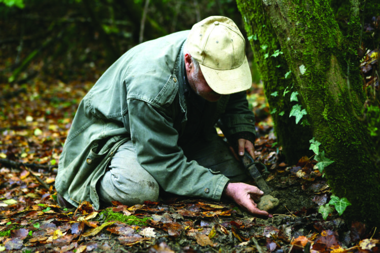 Where Do Truffles Grow? Grit